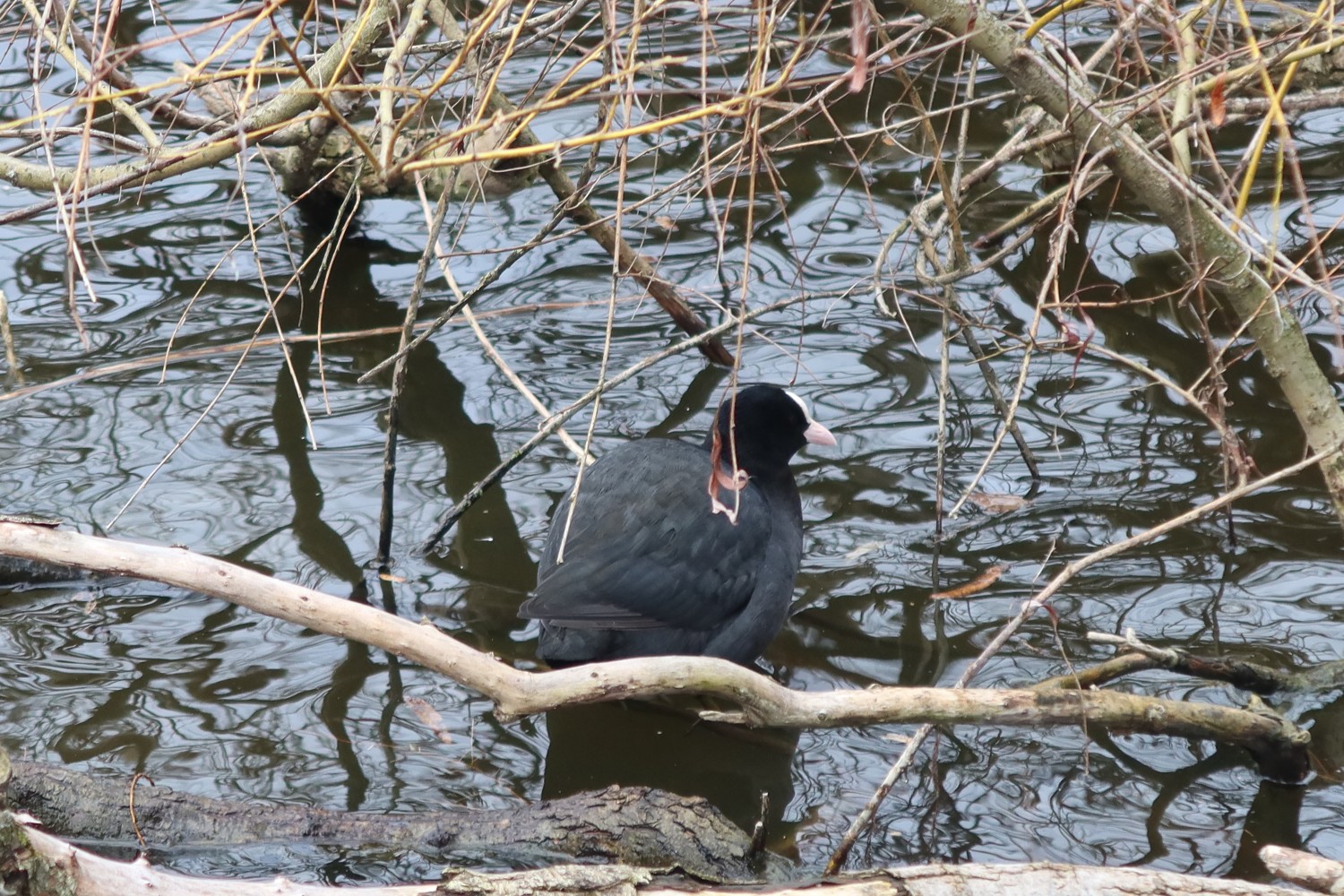 livebirdspoland_8fa1646f68c01d825c60c28fa75828d9.jpg