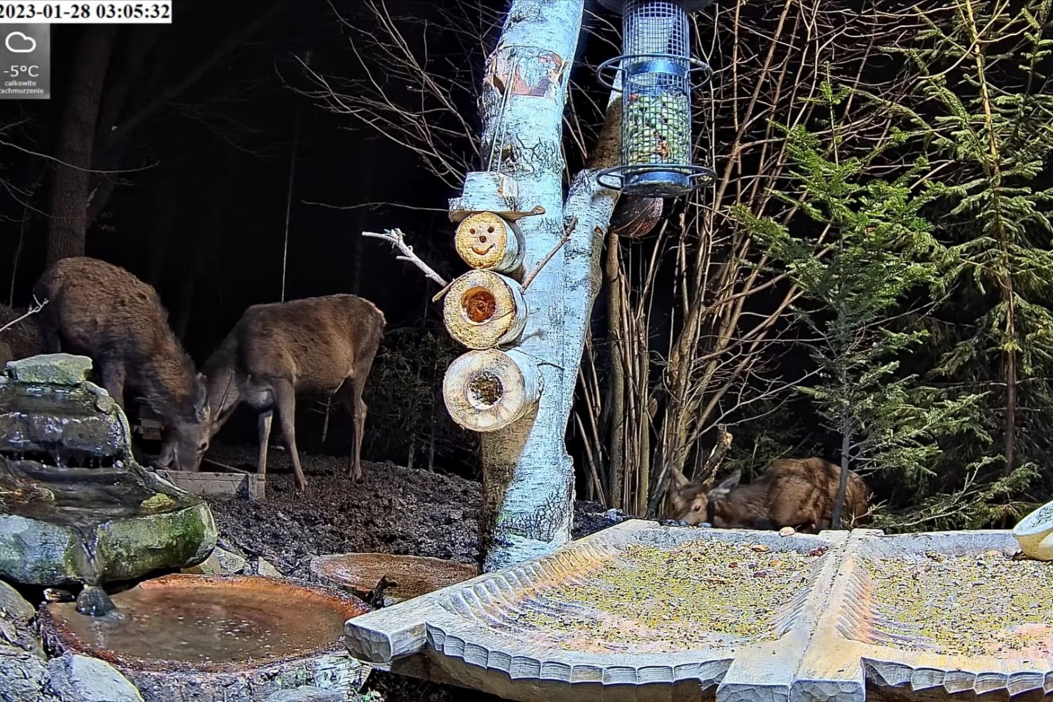 livebirdspoland_dcda78c063baef1365559bbcdbe7c7fd.jpg