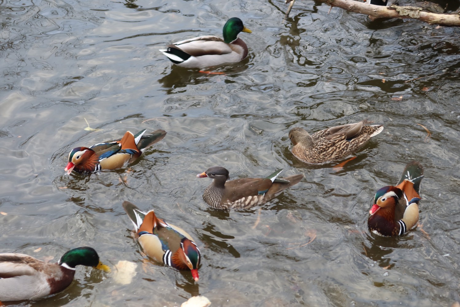 livebirdspoland_68f05b09670c7b9c084900528c8fba3b.jpg