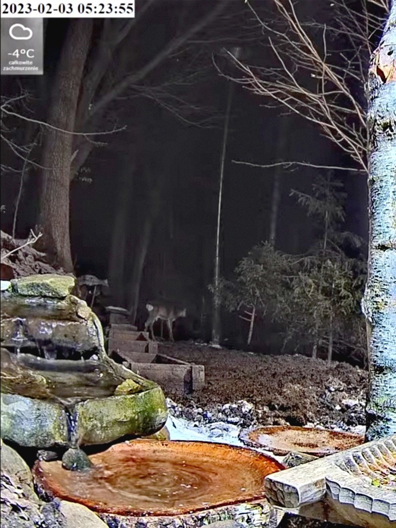 livebirdspoland_f6db46ae0cea31af5a64b075b6251185.jpg