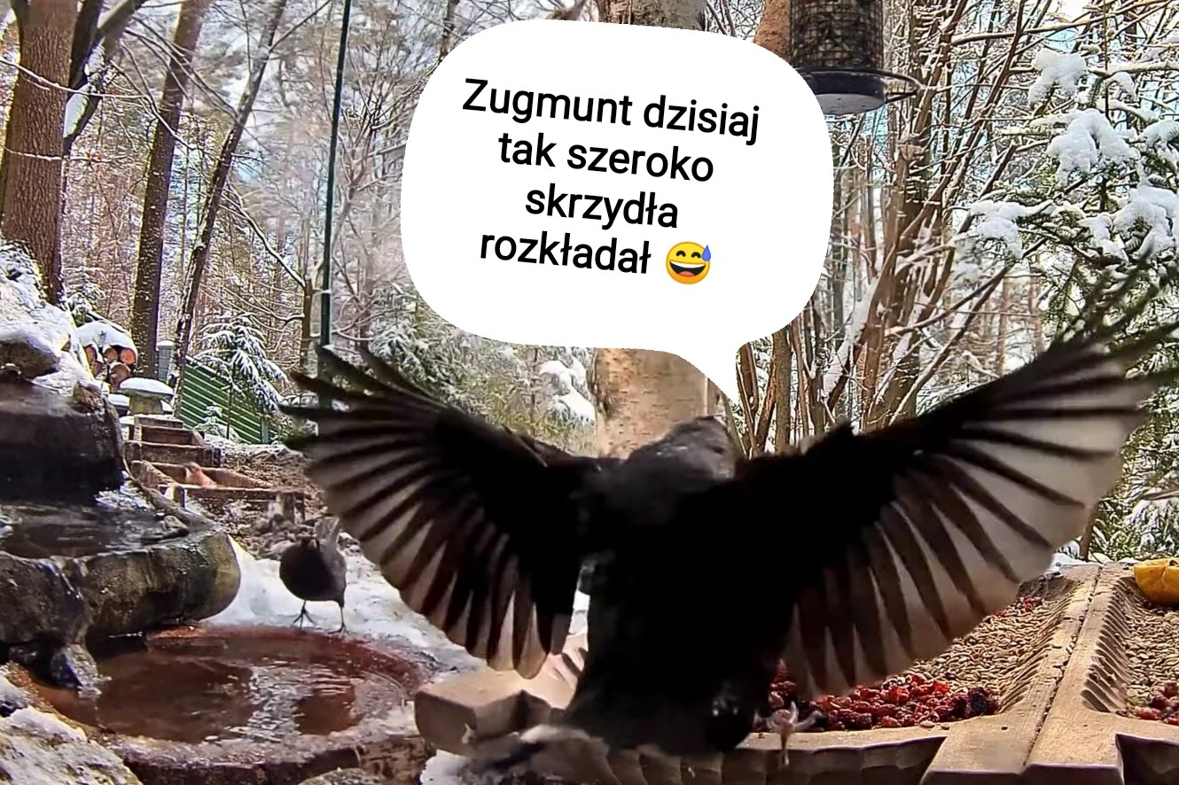 livebirdspoland_250c2ec1635575accb47f6522288dee5.jpg