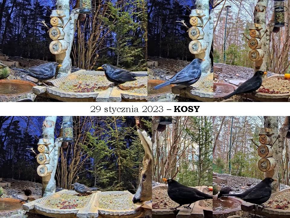 livebirdspoland_39c607e112e50254f2bc85f563c864d4.jpg