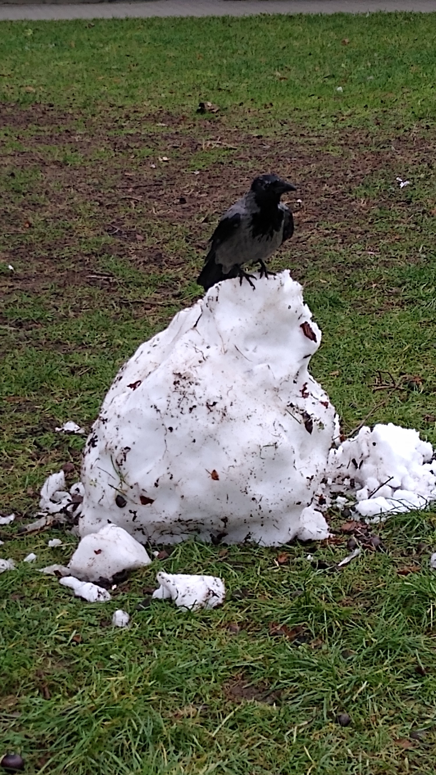 livebirdspoland_d277197ffcbecd19414eb02d0aa2f752.jpg