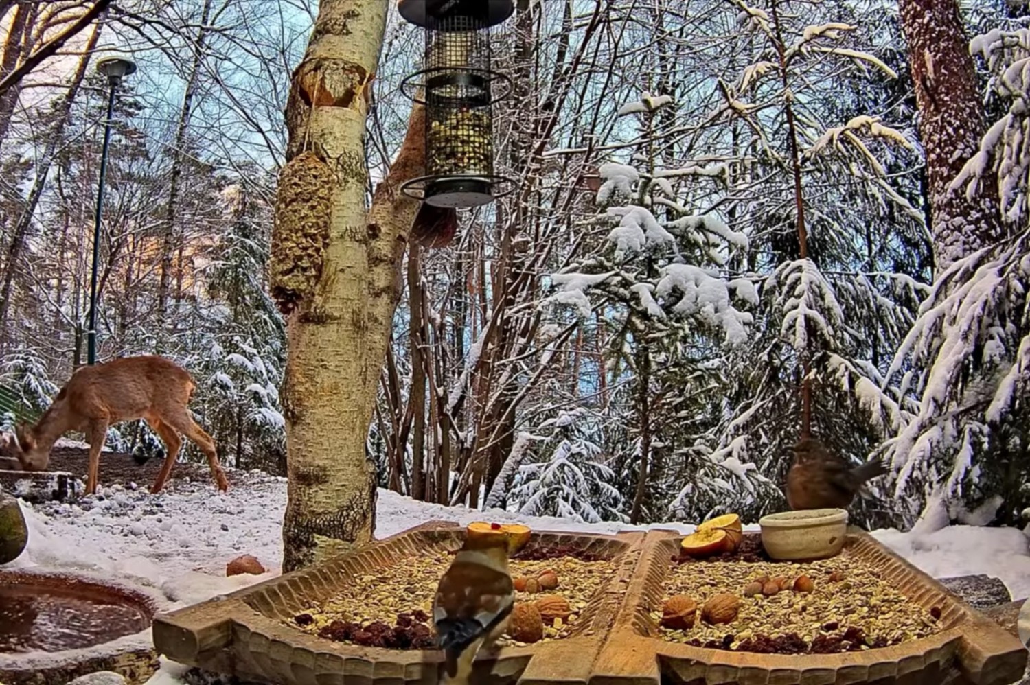 livebirdspoland_319b52a3973cd7b535939ca1c3a83728.jpg