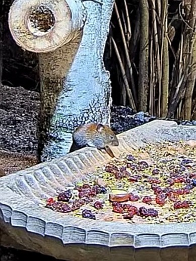 livebirdspoland_8581b9353419f9d6053566cccc29d893.jpg
