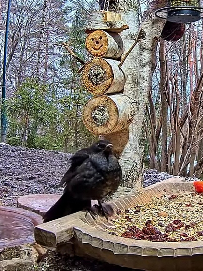 livebirdspoland_399c66f727c7de293dffad9d4ad85159.jpg