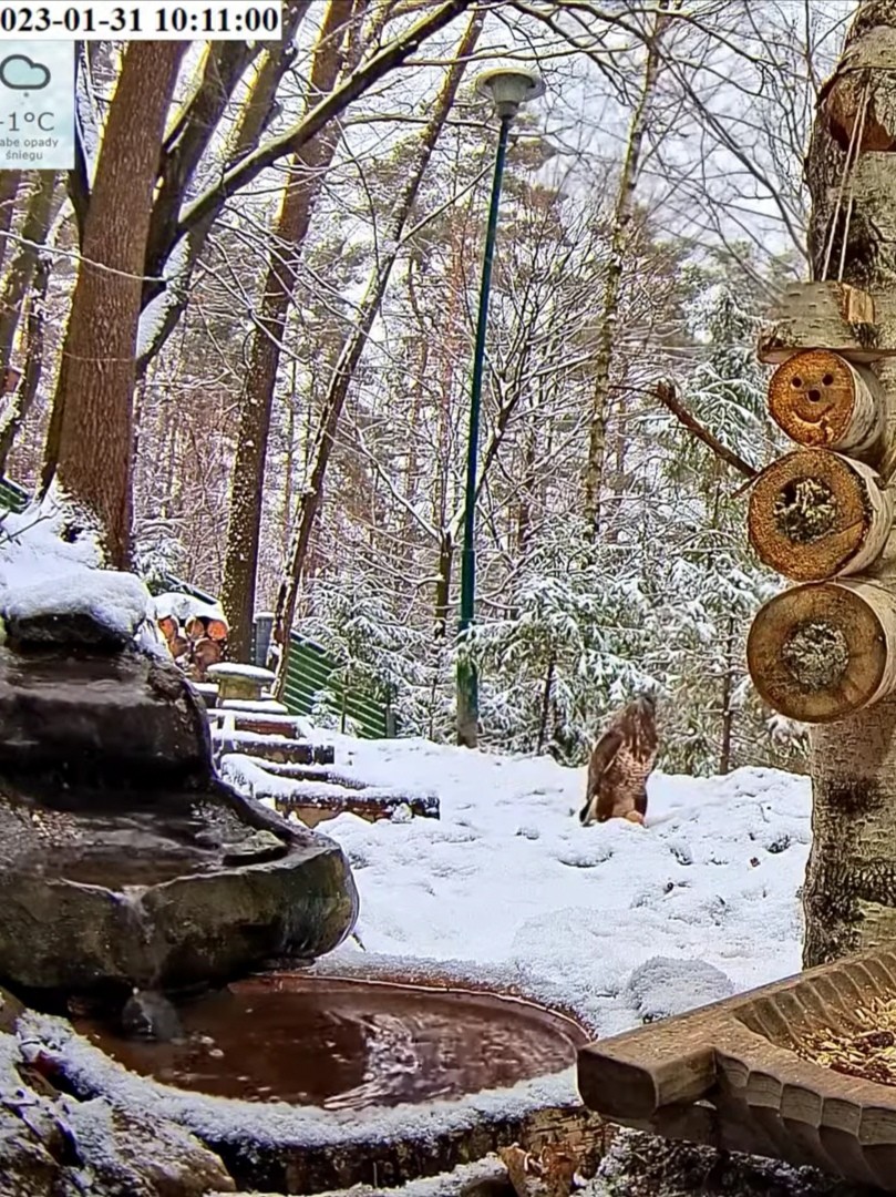 livebirdspoland_47d34cb327ba8f4af27ea2645412eb6a.jpg
