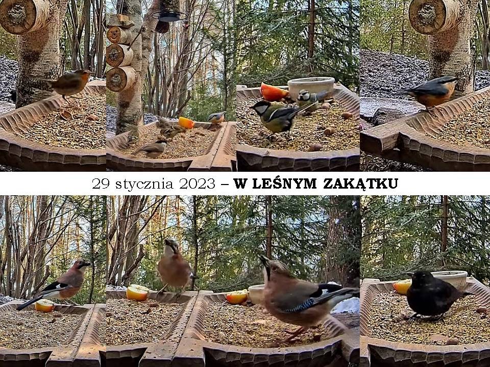 livebirdspoland_57405af6bca60900ef41162159df0c58.jpg