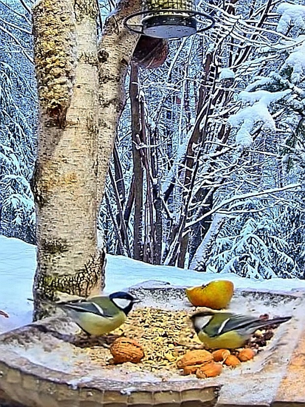 livebirdspoland_1f698af393848bb2062967ce70ec176a.jpg
