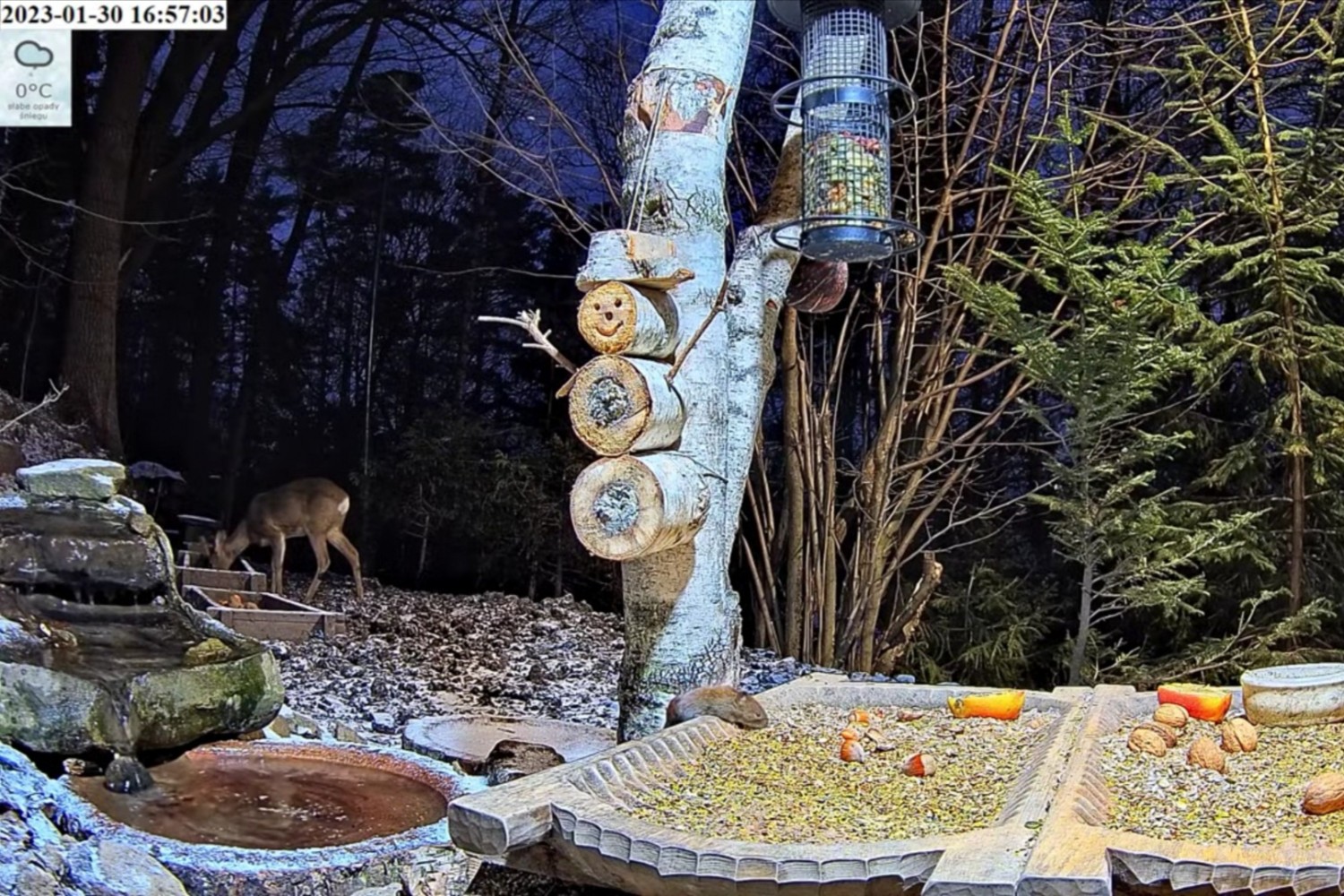 livebirdspoland_1fff4ac703e6b02f4f6644b0c651f6d5.jpg