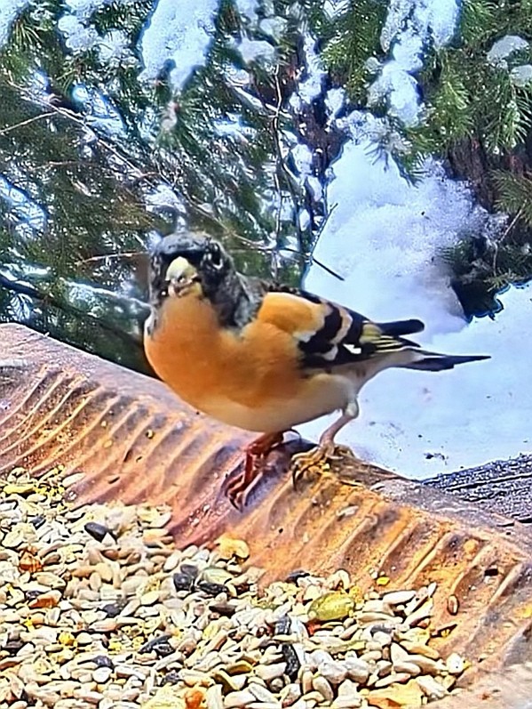 livebirdspoland_4aa6609eb101bedf04fbc8f2548e037b.jpg