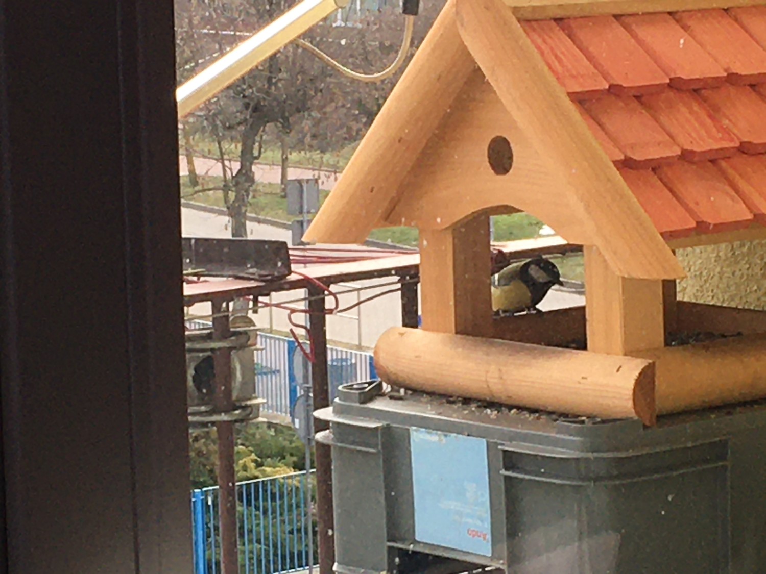 livebirdspoland_4faa1c80e9fa2d447a508e13500c2647.jpg