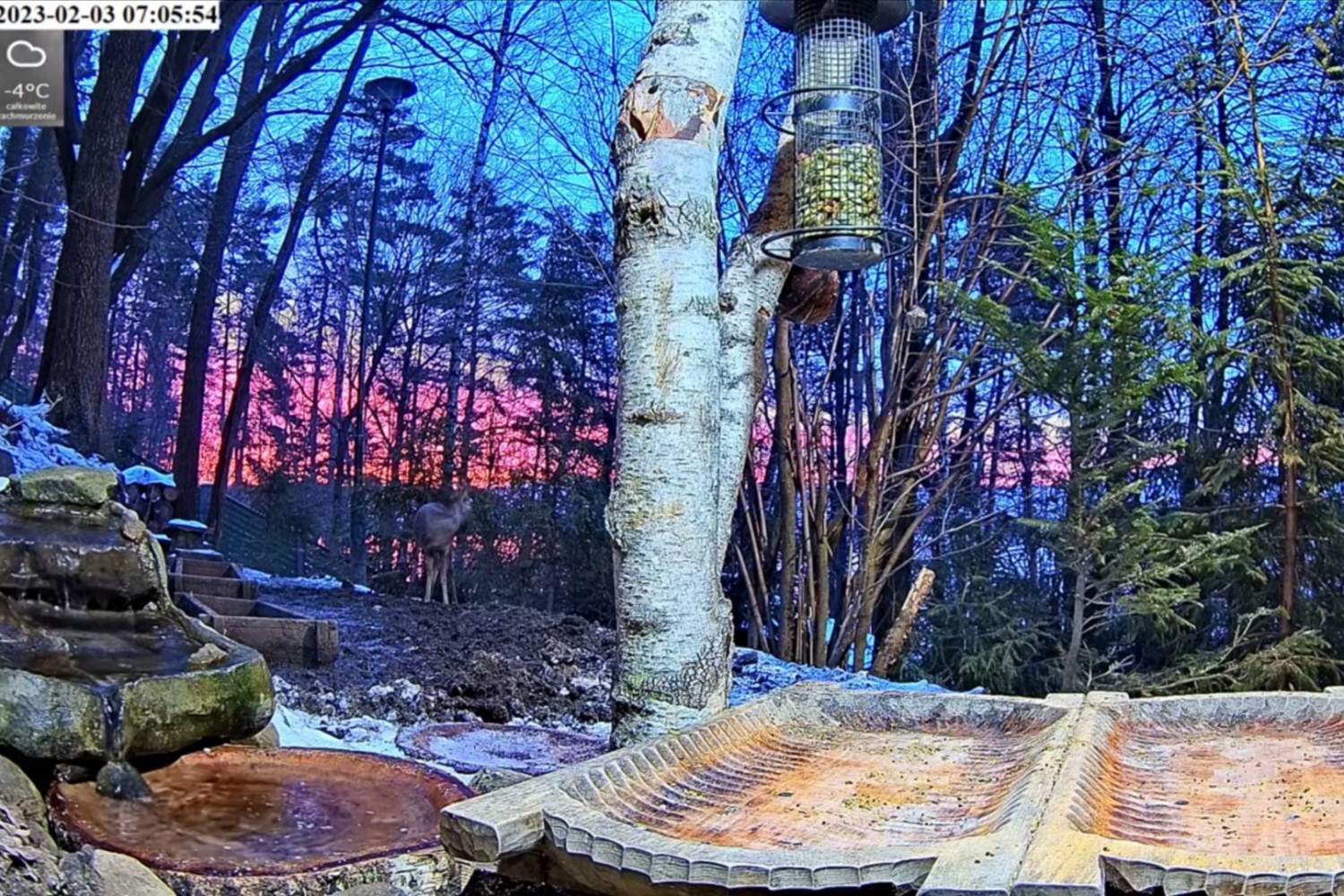 livebirdspoland_cc108f6bc4fdcdeff5f214815649d506.jpg