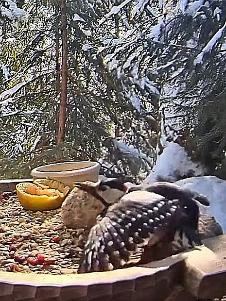 livebirdspoland_c4c3d8062b5ff5b5900b7a876ed979f4.jpg