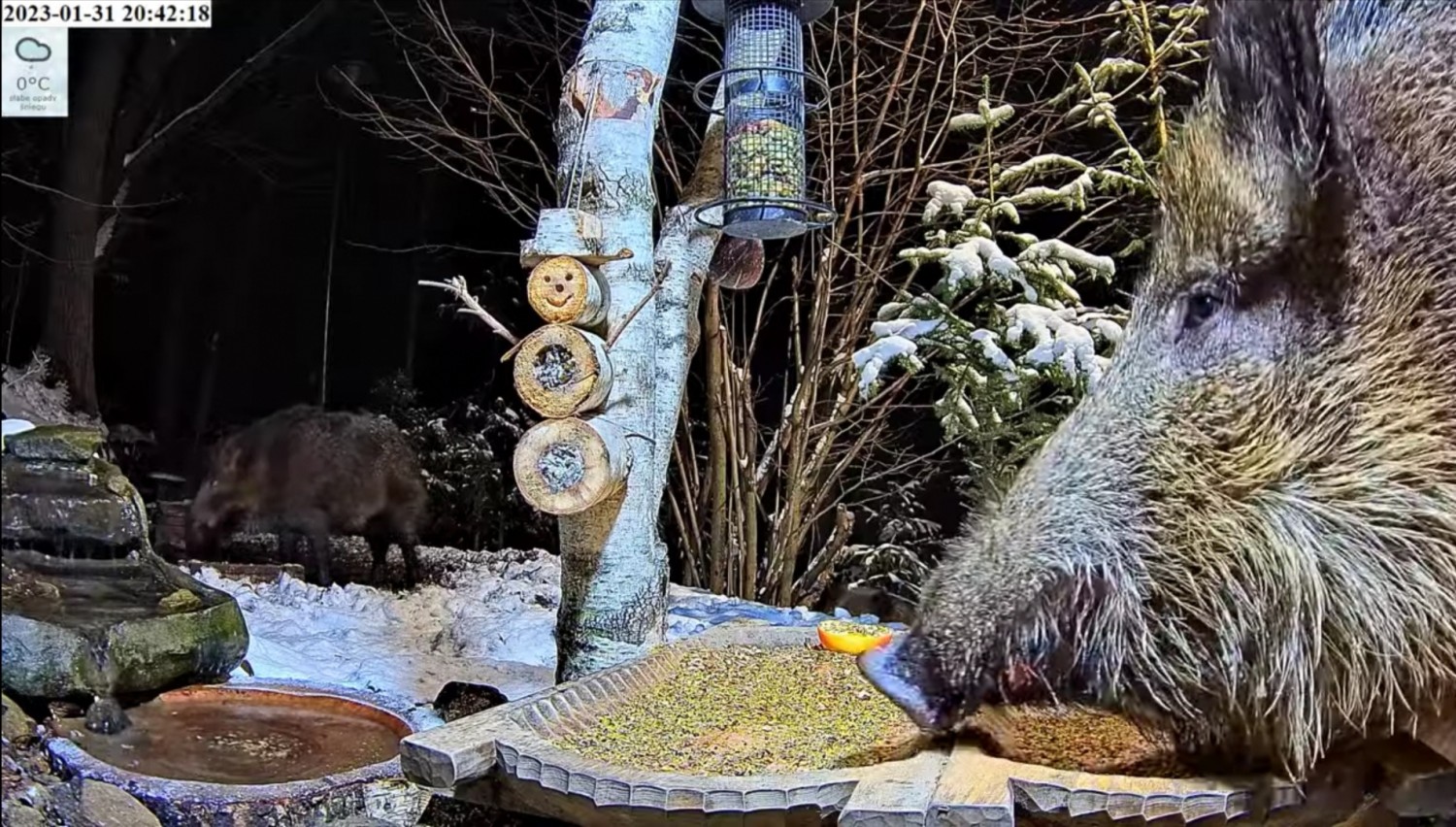 livebirdspoland_d7a3a27d0df19113c0e313b1ee55b518.jpg