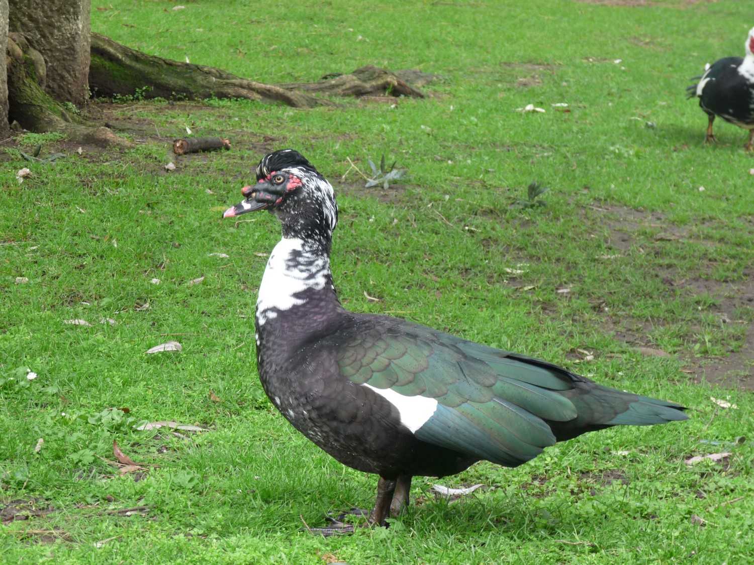 livebirdspoland_18b632f234b783dec05a4fc2cbbeb556.jpg