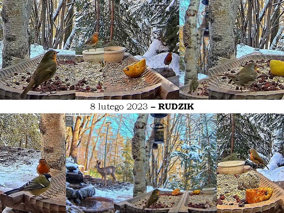 livebirdspoland_d9fef9693762c188201a9422aa9840cc.jpg