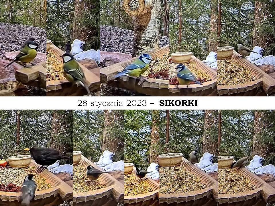 livebirdspoland_2c4c1a6944c5614571a697417c12e694.jpg