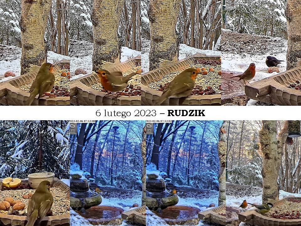 livebirdspoland_5d24b925328c66667013f07b6305a61e.jpg