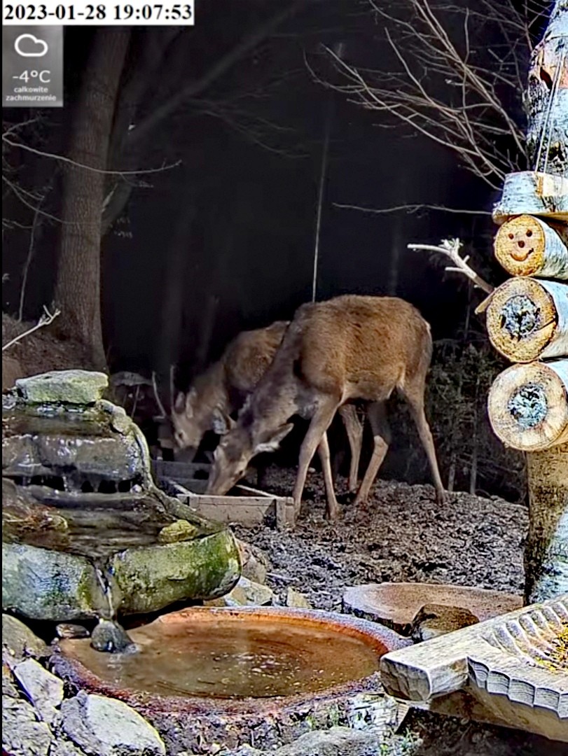 livebirdspoland_107b9fc0648ec761fbdf34227a107c3d.jpg