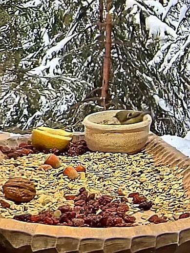 livebirdspoland_c20ffaa2ab852459d697877e74564c55.jpg