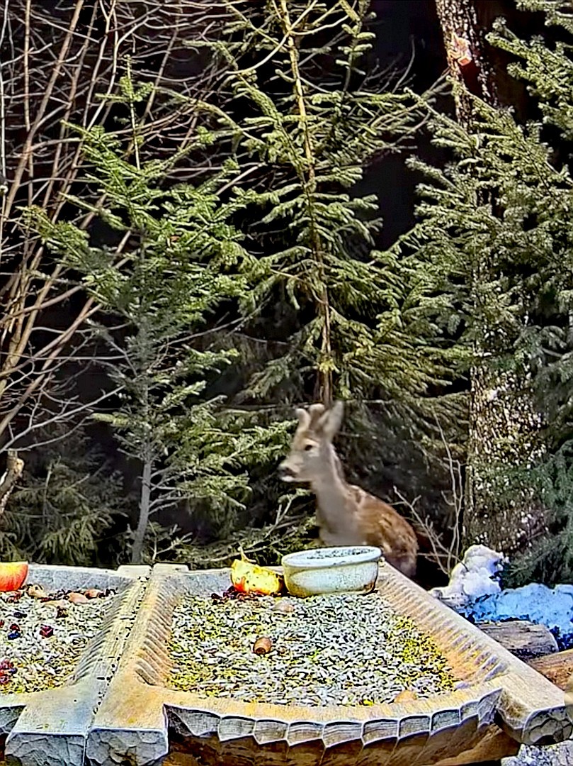 livebirdspoland_eb438625ca67b823c010f6551757c1e9.jpg