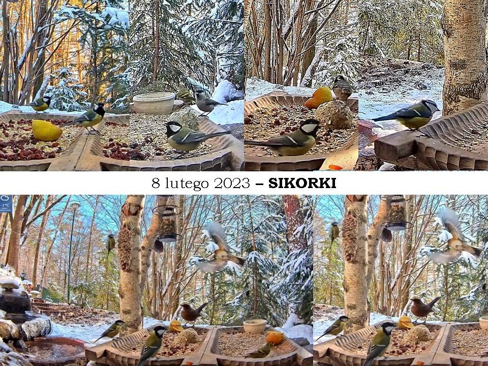 livebirdspoland_7c6a061f40c750c3dda8b450b4604fed.jpg