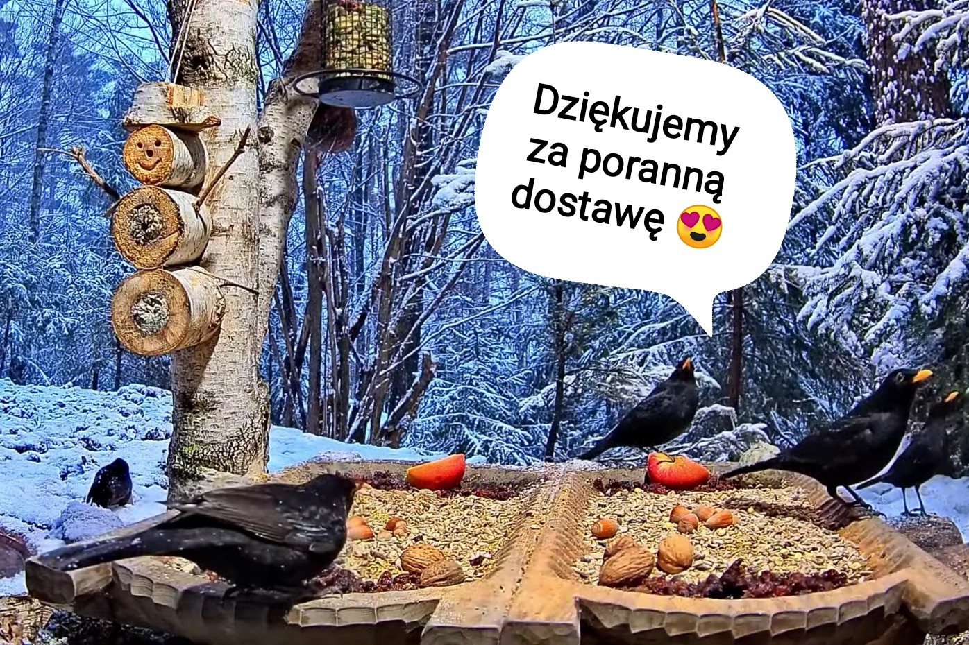 livebirdspoland_0340b8de3289e3f04334585d1941a5a5.jpg