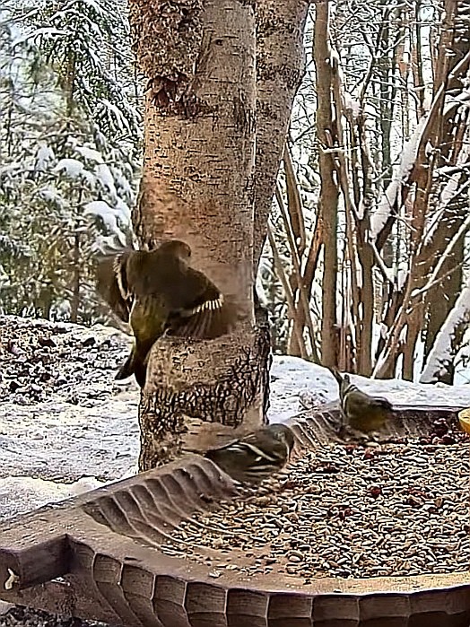 livebirdspoland_ac0471a52066bf2c4e450d526b033ff9.jpg