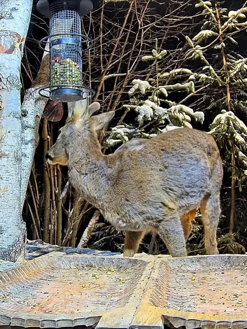 livebirdspoland_98b49b4dd371a99a416d345f697eca56.jpg