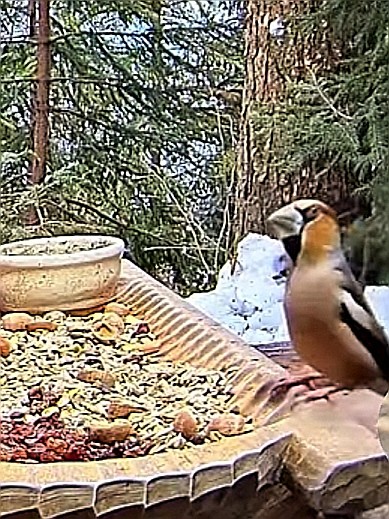 livebirdspoland_ca754e17fe4389185b51d227ca66d182.jpg