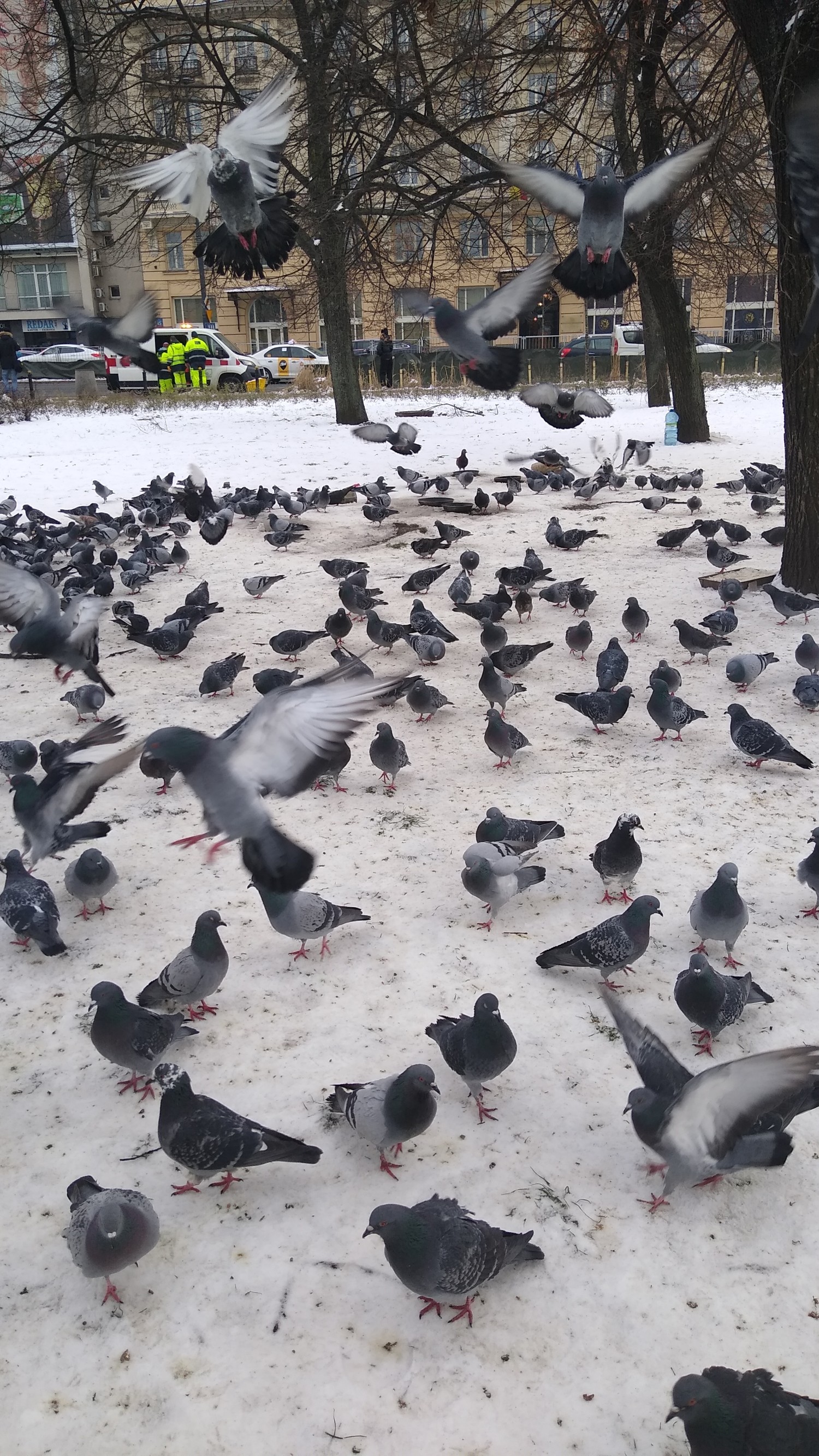 livebirdspoland_93dd49acb11037742f3a21b7a4ed3ba9.jpg