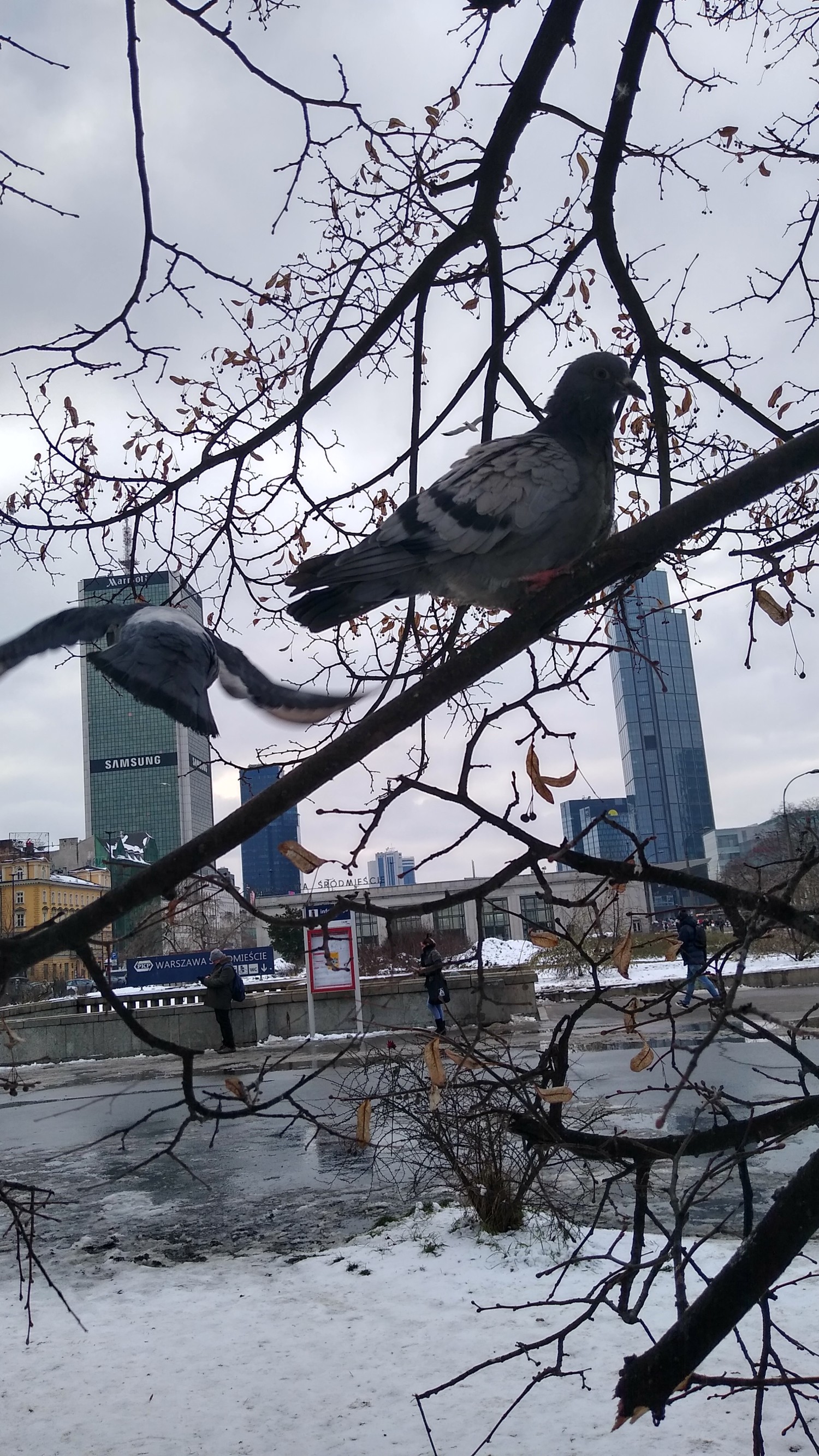 livebirdspoland_2c7445c13a8fd8de0a172ca00490d7bf.jpg