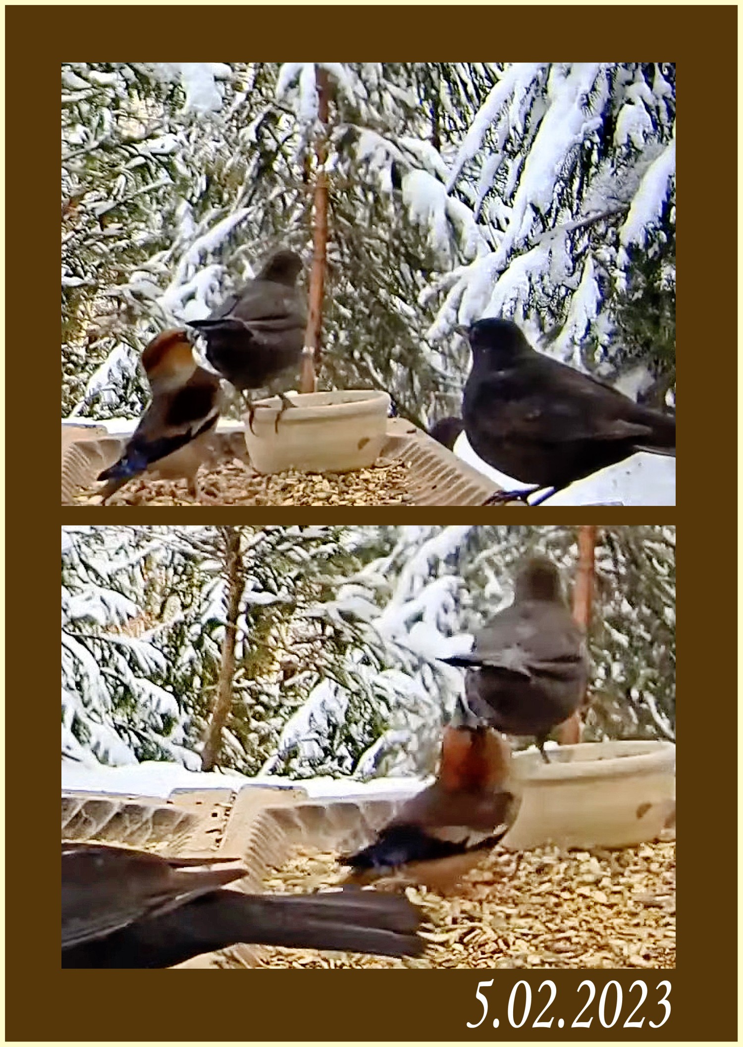 livebirdspoland_5aae1f853ddc71b9413c2414bd78882f.jpg