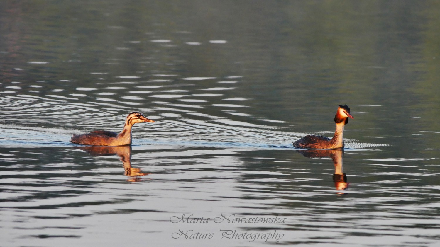 livebirdspoland_37fc3cfe26f5cedcf05725c5f1000d5c.jpg