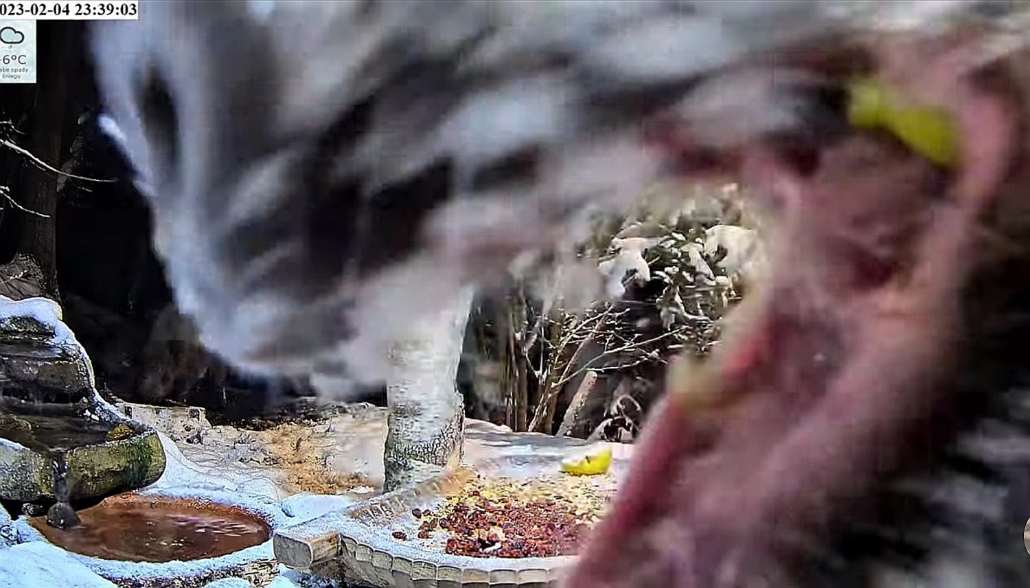livebirdspoland_03e867fbbf6cba82765cda7051a58827.jpg