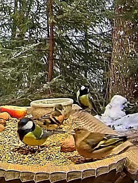 livebirdspoland_e0e60579b73f8a4648dffcf94b2f97e5.jpg