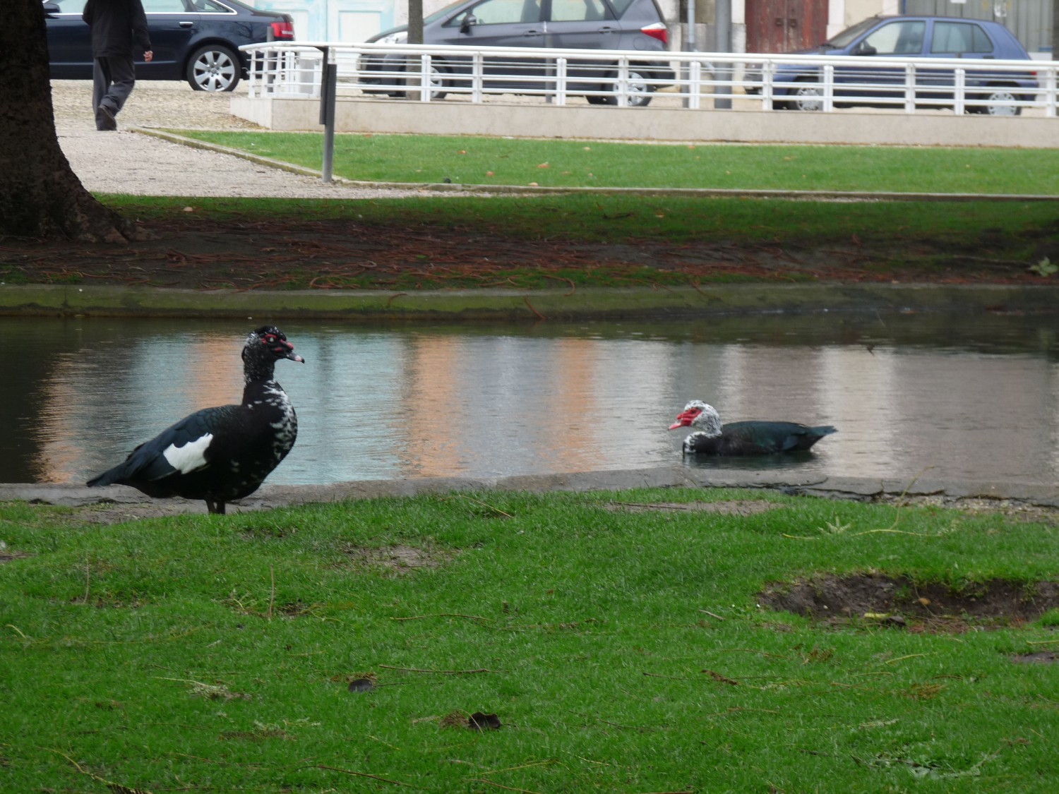 livebirdspoland_96b005984f1a66362cbb3a33f70eae54.jpg