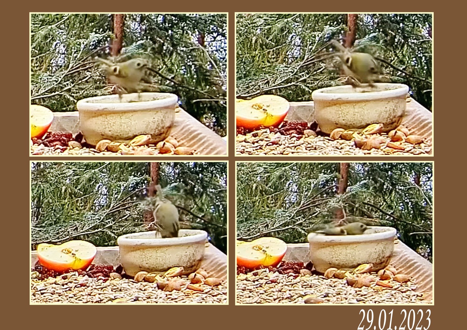 livebirdspoland_acb4a6a4f7a8c99e2176322801a2eea0.jpg