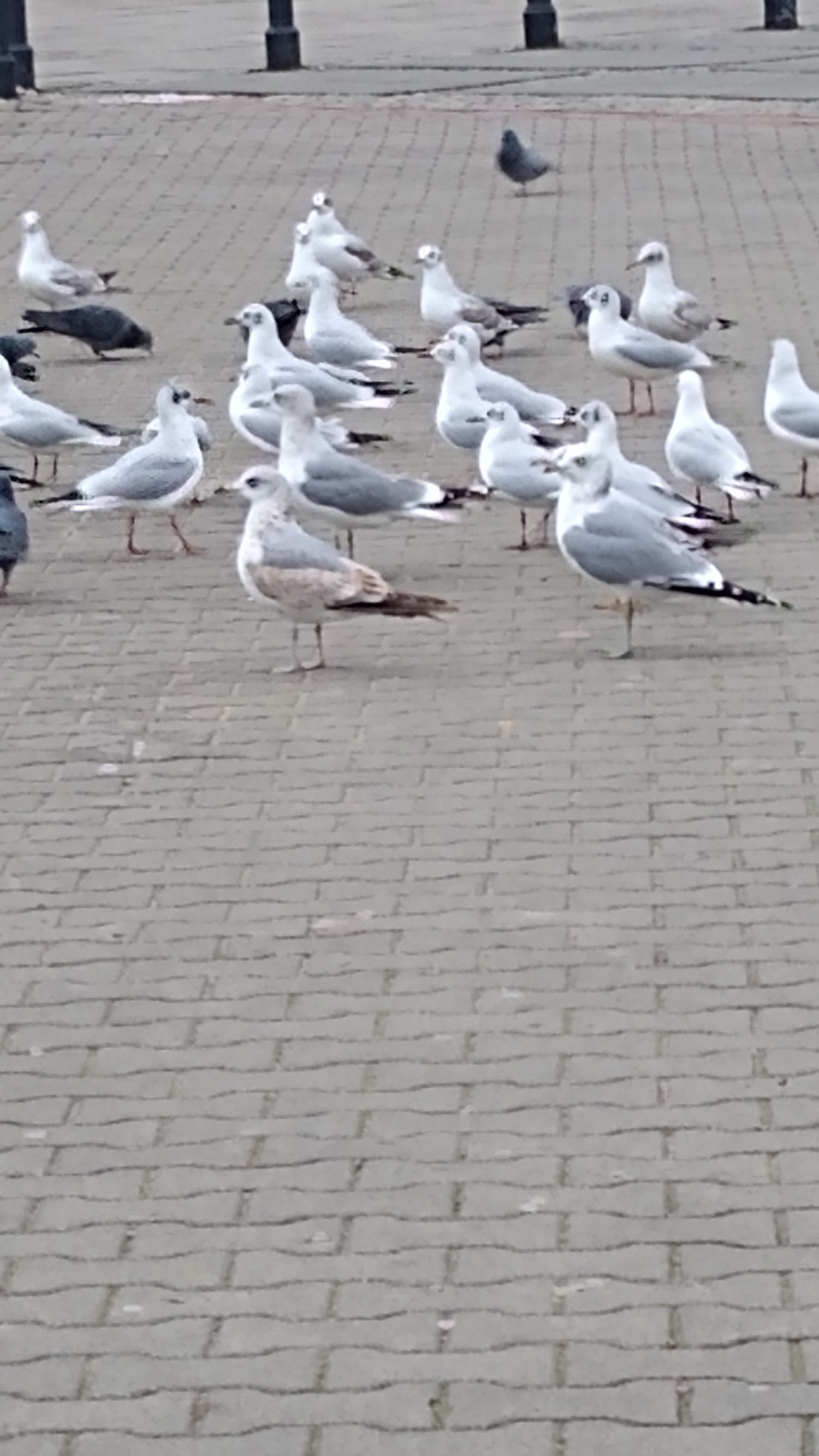 livebirdspoland_e3cc9bf5355cea9aec107789c5499abc.jpg