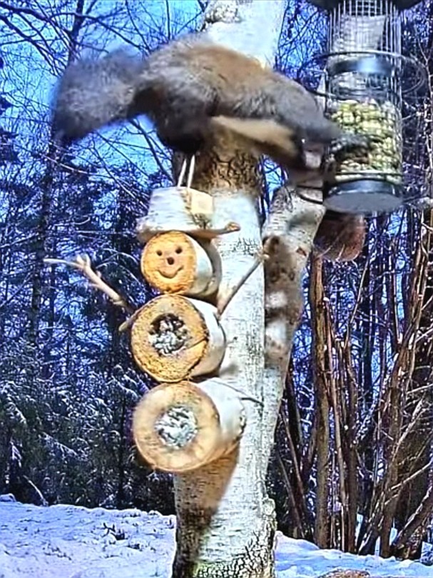 livebirdspoland_b0b0bd76b93855c6d9e8610ec7a9bc73.jpg