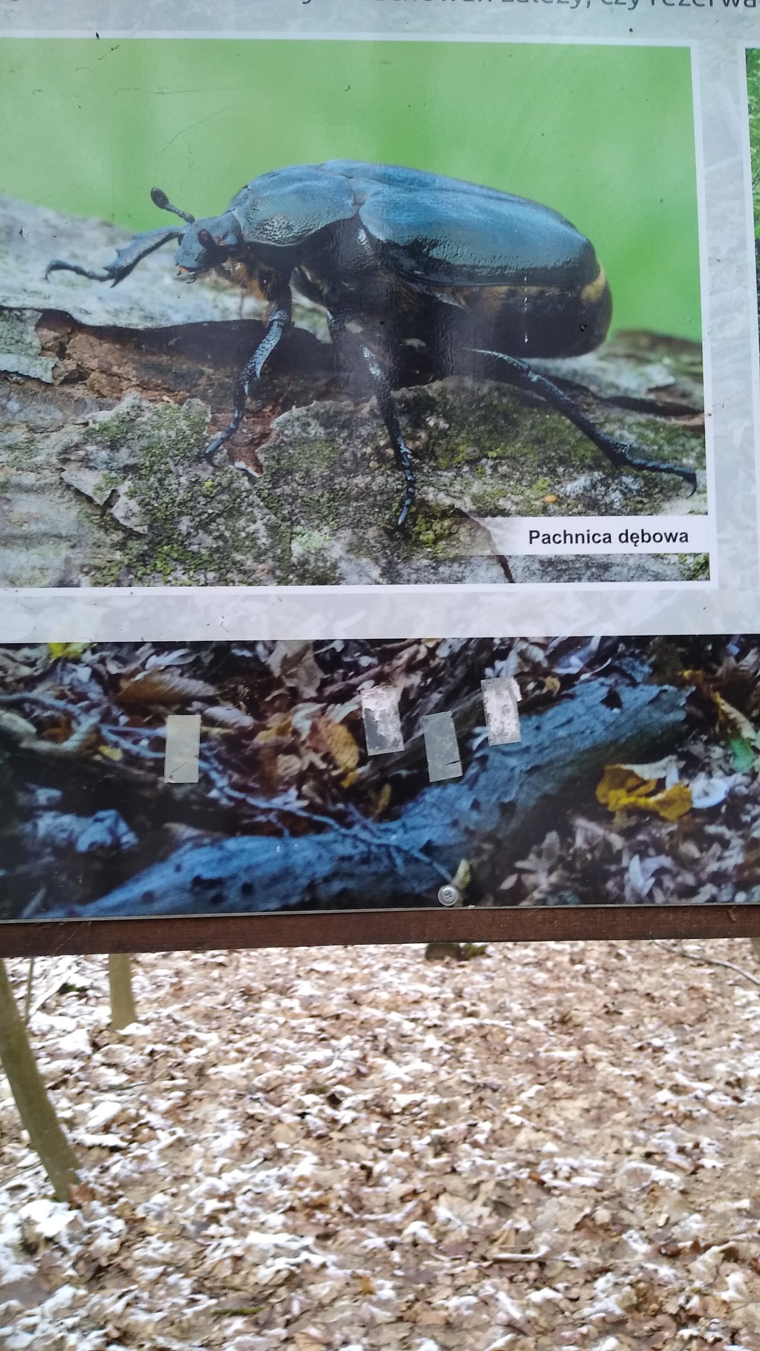 livebirdspoland_8b5eaa24a45159dd7d1d498c9d3fa4d9.jpg