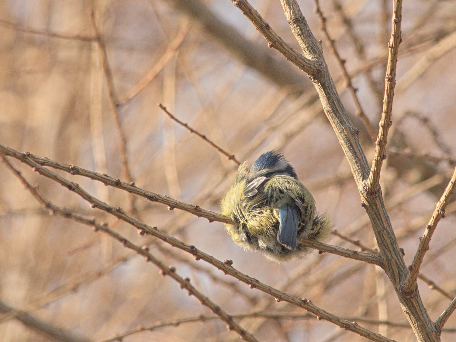livebirdspoland_03a3e6a59e048a861d12a4185362d0ad.jpg