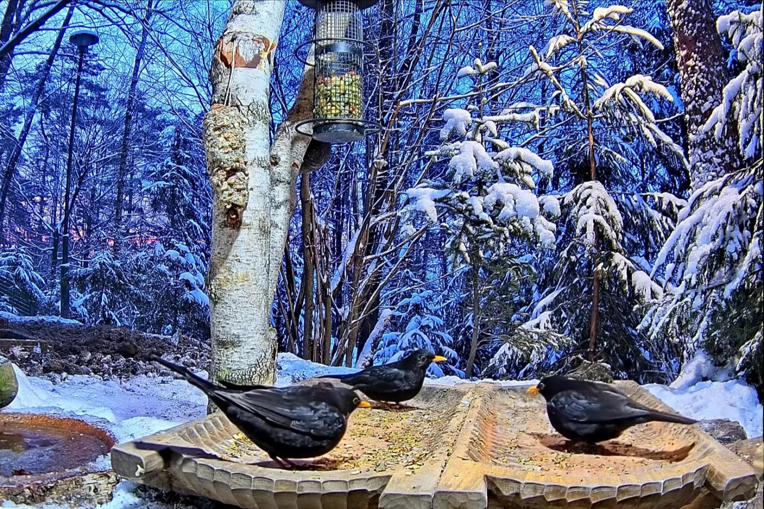livebirdspoland_85ce3deffc860fdf760c06f6fbd2997f.jpg