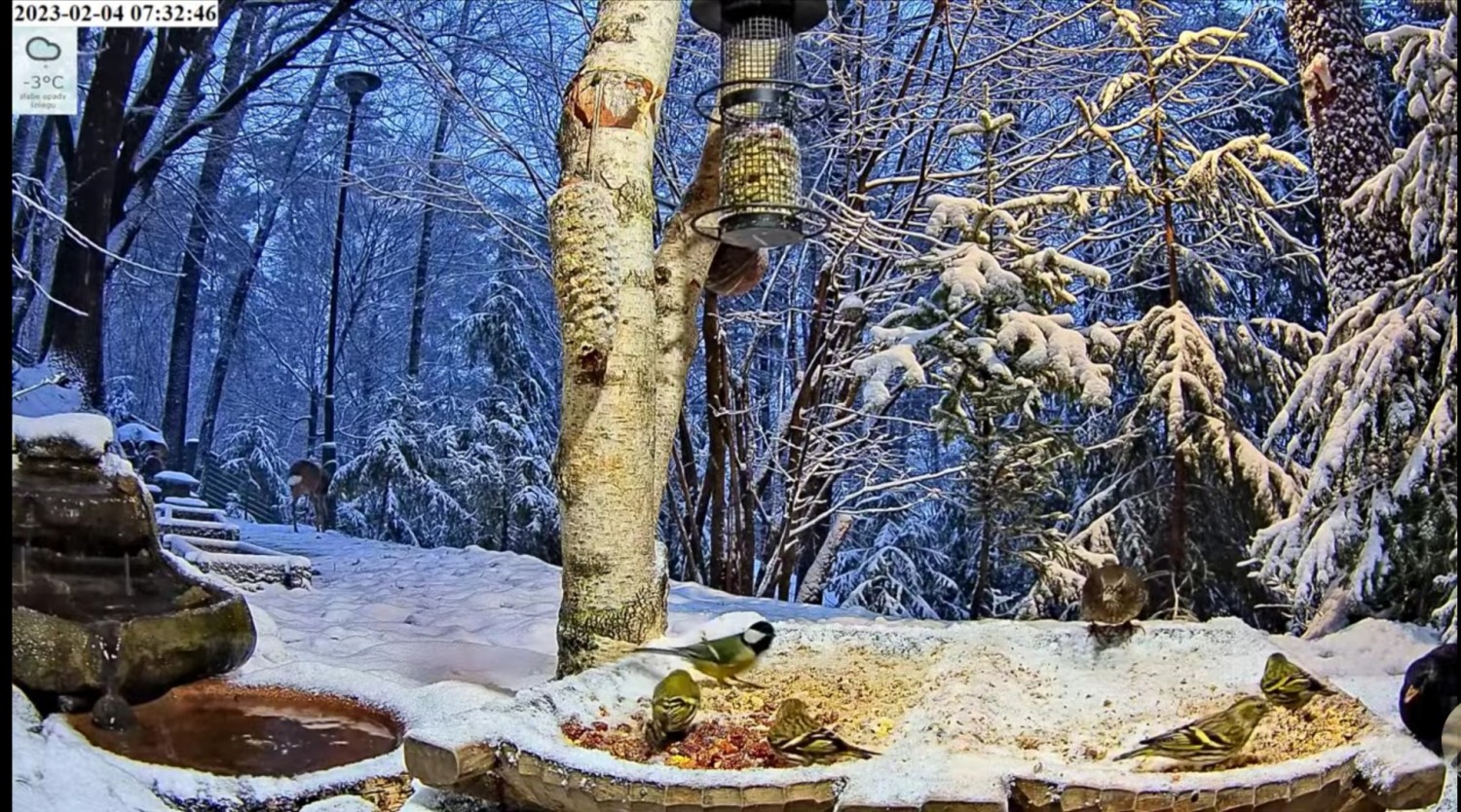 livebirdspoland_24762c47736c8066a7252ee125b4bf06.jpg