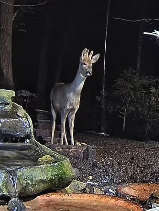 livebirdspoland_ff687e79a702fd3a45ed10531d01631e.jpg