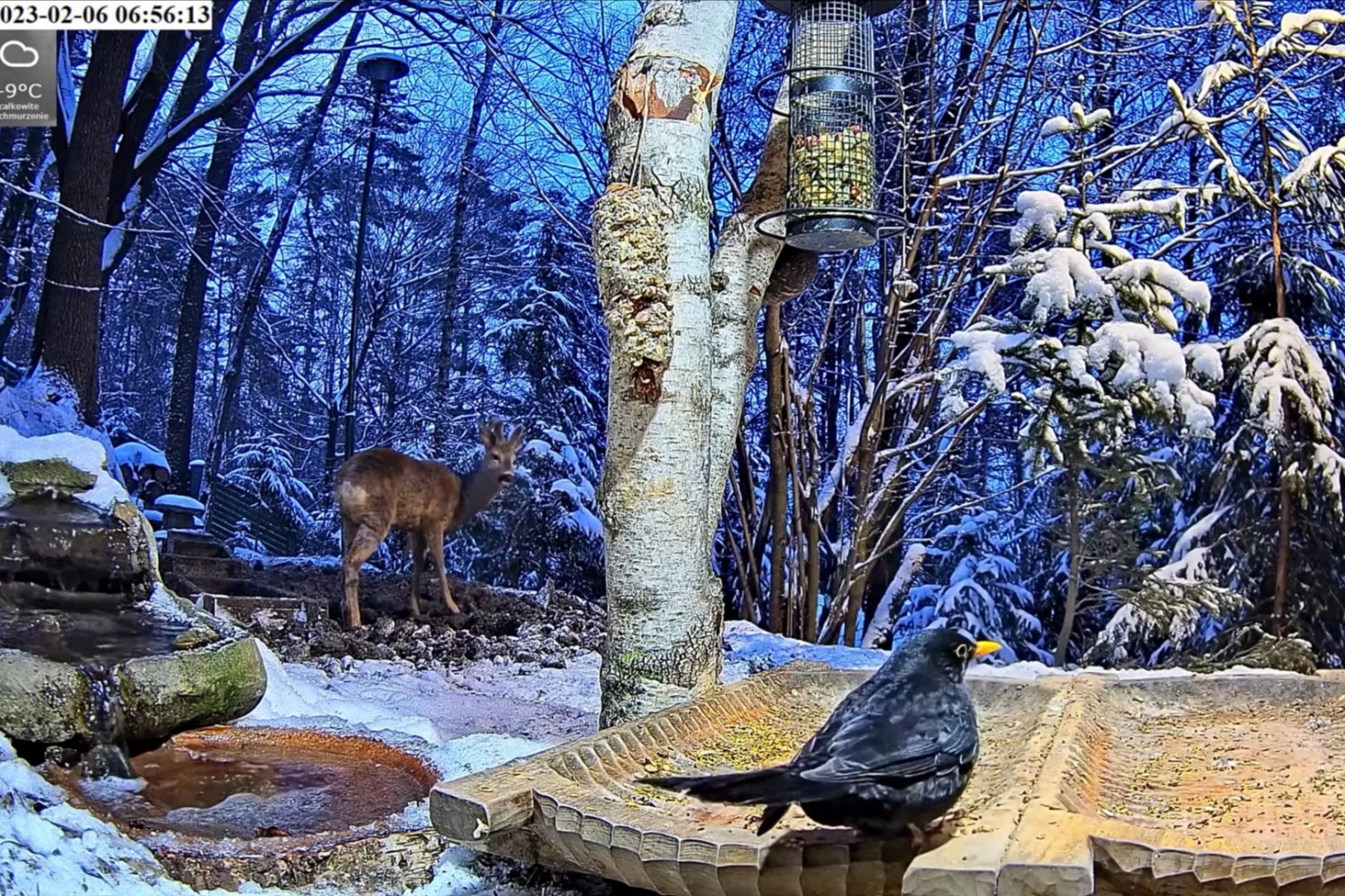 livebirdspoland_7e2d57bd8fc9e281c17e60c0c688b29d.jpg