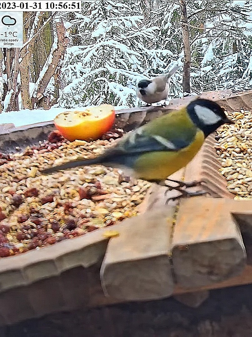 livebirdspoland_912a8511d232ec96d0c02034c8f8ace2.jpg
