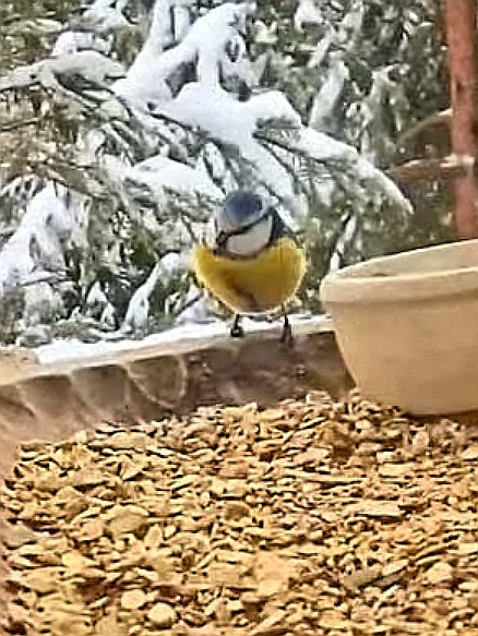 livebirdspoland_88edddb0d035a9e201ad69bdf089fcc5.jpg