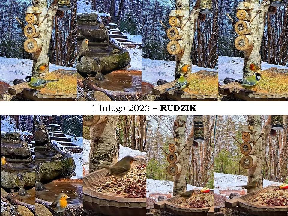 livebirdspoland_26c8d71b1273bc63cd5212975d4379da.jpg